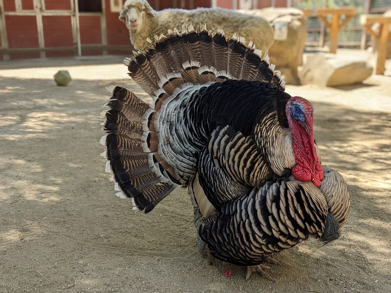 Turkeys With Big Personalities