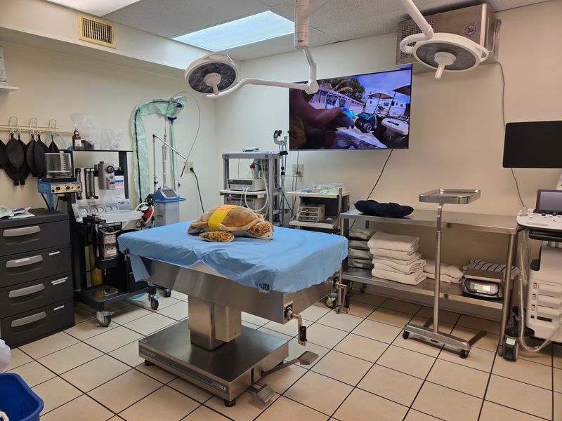 Turtle Hospital, Marathon, FL