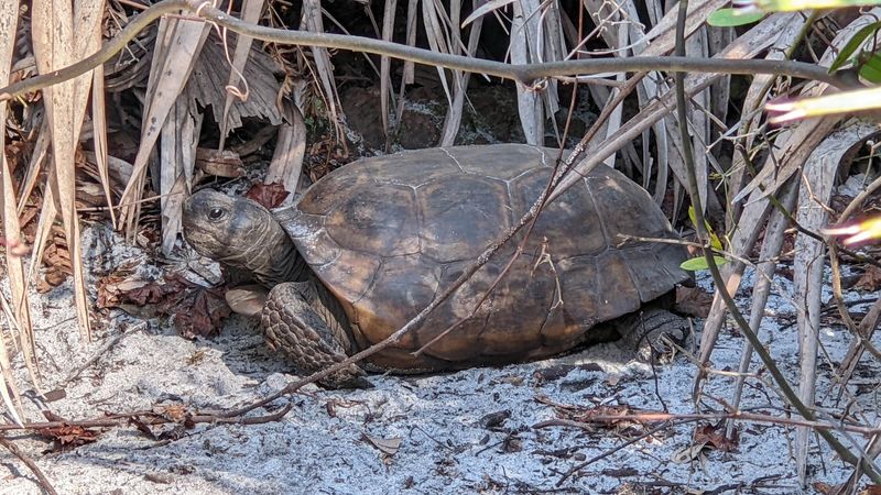 Turtles, Tortoises, and Other Wild Neighbors Turtles, Tortoises, and Other Wild Neighbors