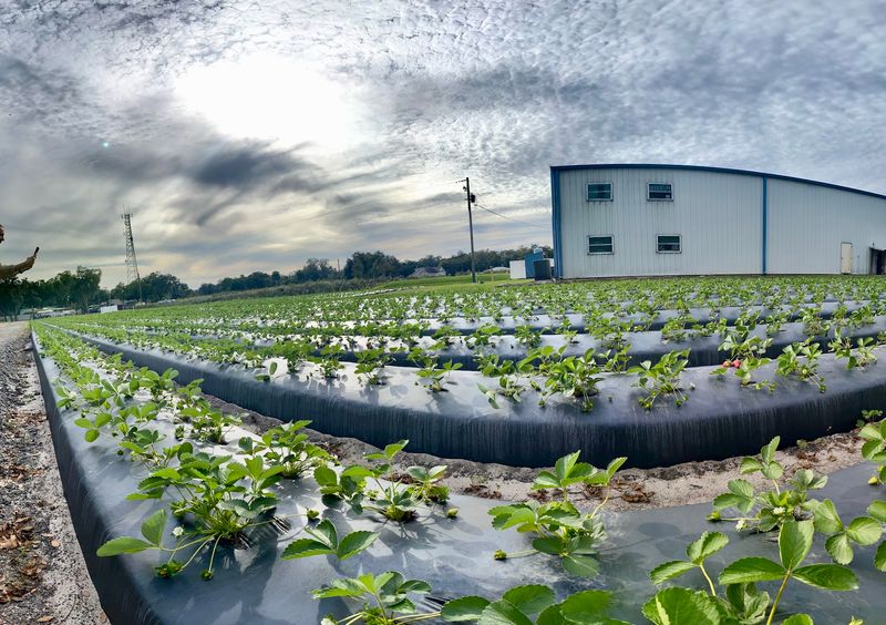 U-Pick Rows for Every Season