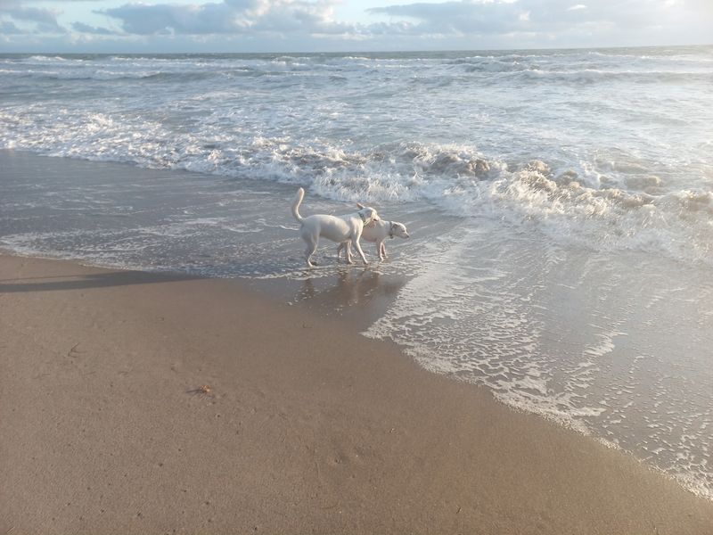 Walton Rocks Beach / Dog Park, Jensen Beach, FL