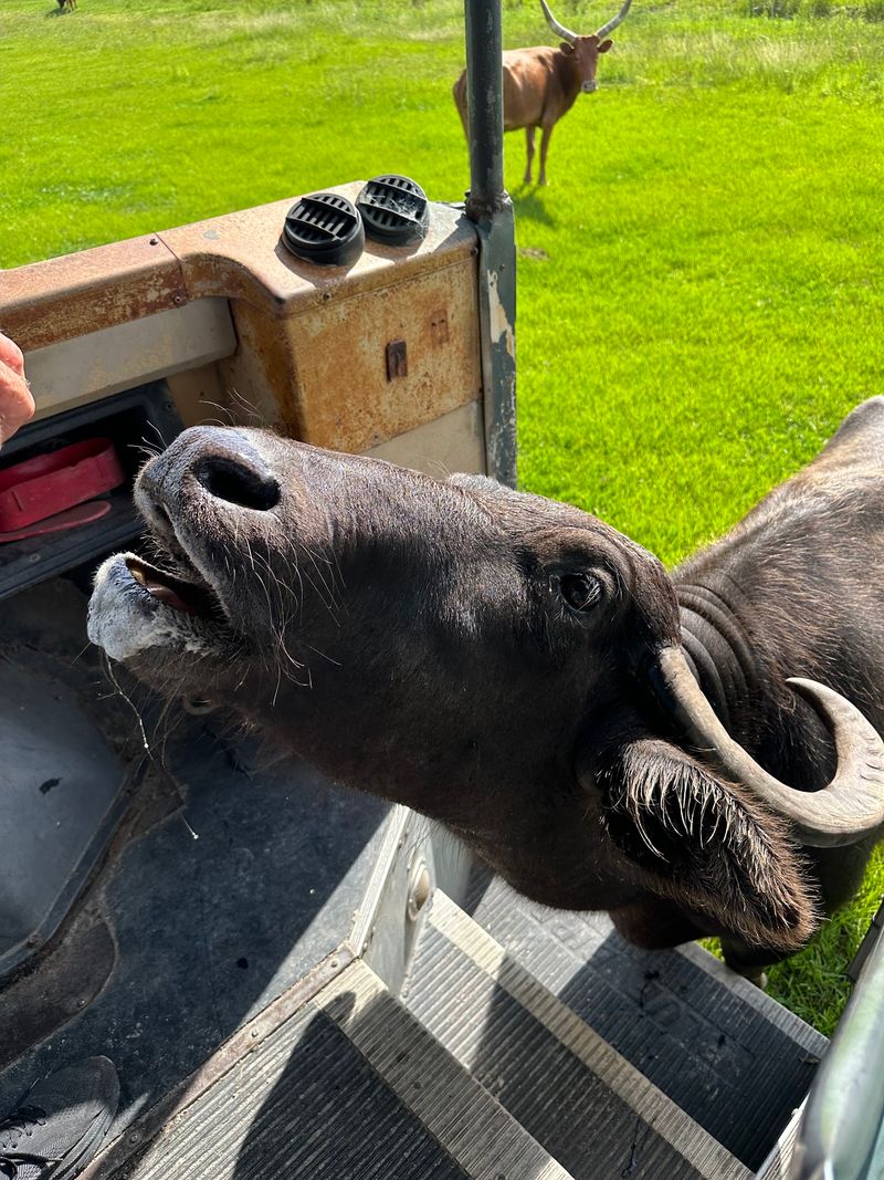 Water Buffalo and the Gentle Giants of the Field Water Buffalo and the Gentle Giants of the Field