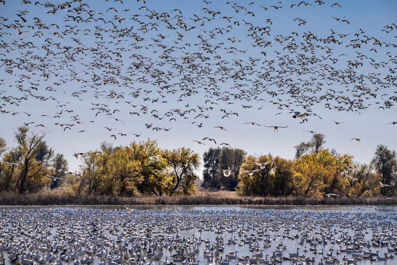 Wetlands With a Winter Guest List