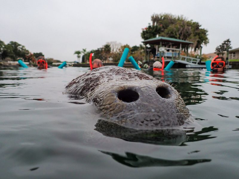 What Crystal River’s monitored status does—and does not—mean What Crystal River’s monitored status does—and does not—mean