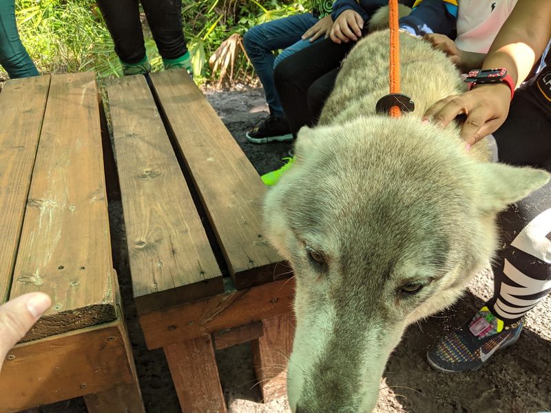 What to Know About Petting Expectations