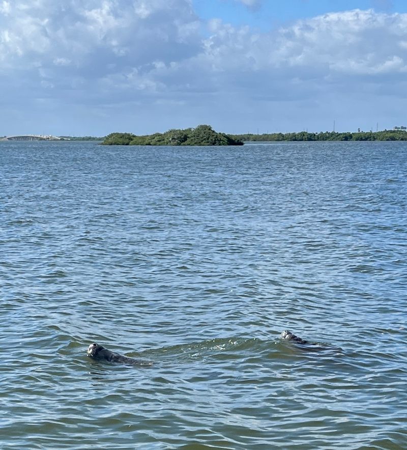 Where Gators, Sharks, and Manatees Cross Paths