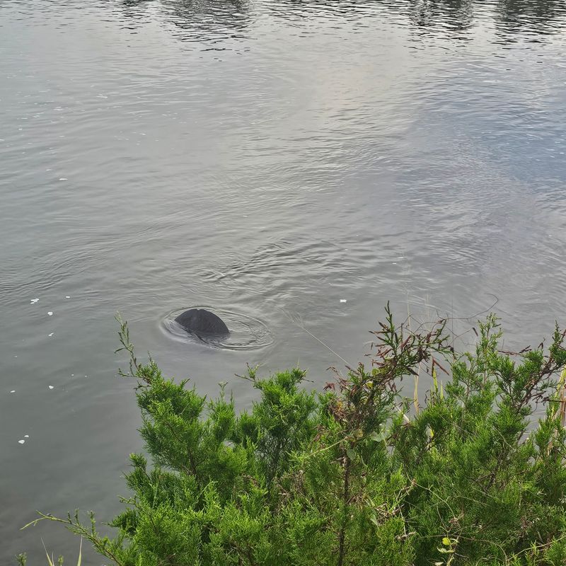 Where Manatees Show Their Tails Where Manatees Show Their Tails