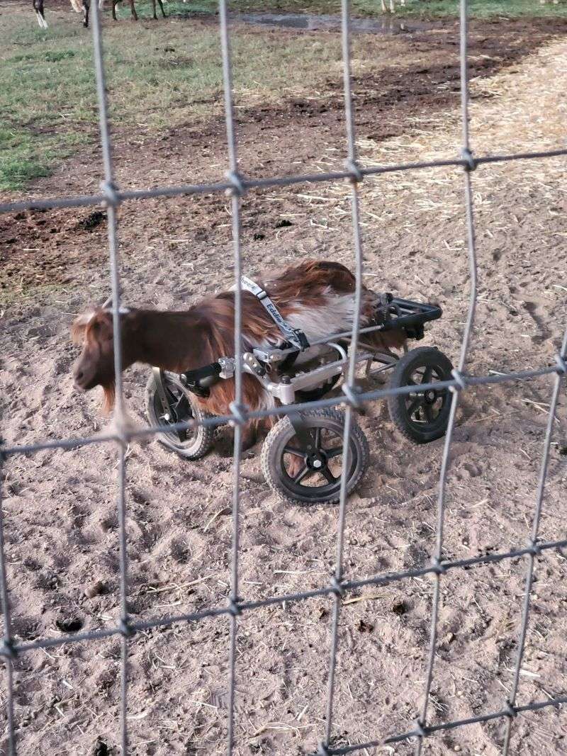 Where Special-Needs Animals Thrive Where Special-Needs Animals Thrive