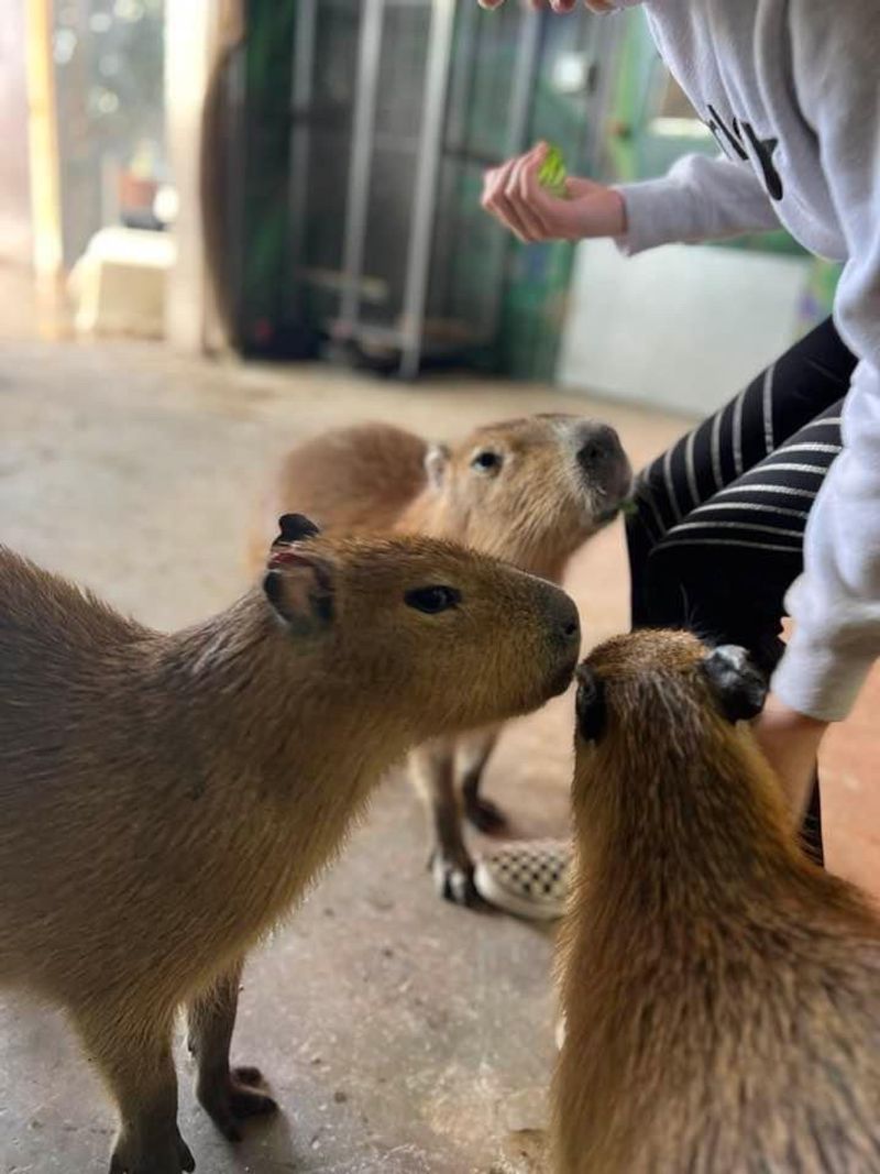 Where The Capybaras Steal The Show Where The Capybaras Steal The Show