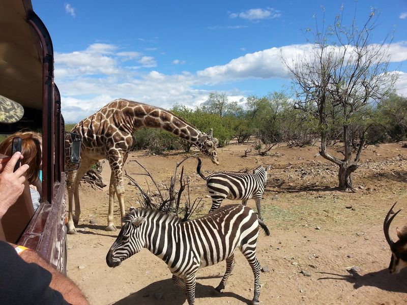 Where The Savanna Meets The High Desert