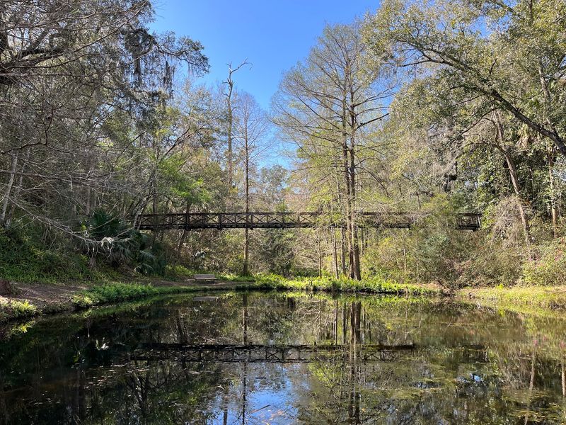 Where This Ravine Hides in Palatka