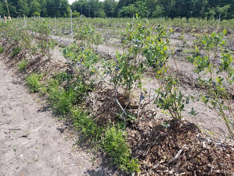 Where the Berry Rows Begin Where the Berry Rows Begin