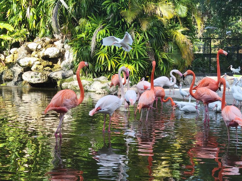 Where the Flamingos Call Home Where the Flamingos Call Home