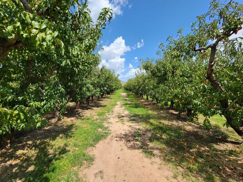 Where the Rows Begin in Willcox Where the Rows Begin in Willcox