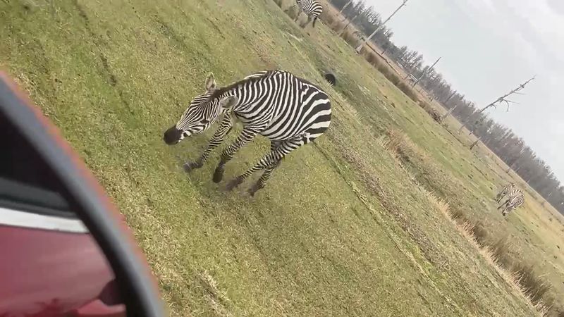 Where the Wild Roams Just Outside Lakeland Where the Wild Roams Just Outside Lakeland