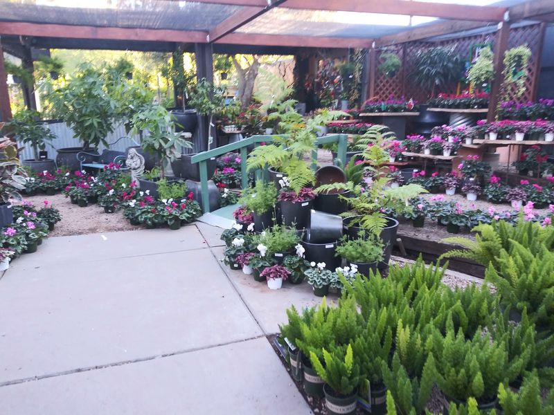 Why Phoenix Plant Lovers Keep Coming Back