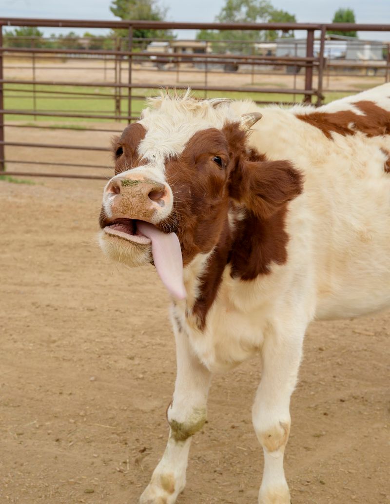 Why This Desert Rescue Wins Hearts Why This Desert Rescue Wins Hearts