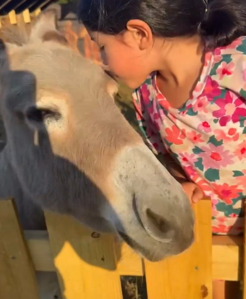 Why This Little Farm Wins Hearts Why This Little Farm Wins Hearts