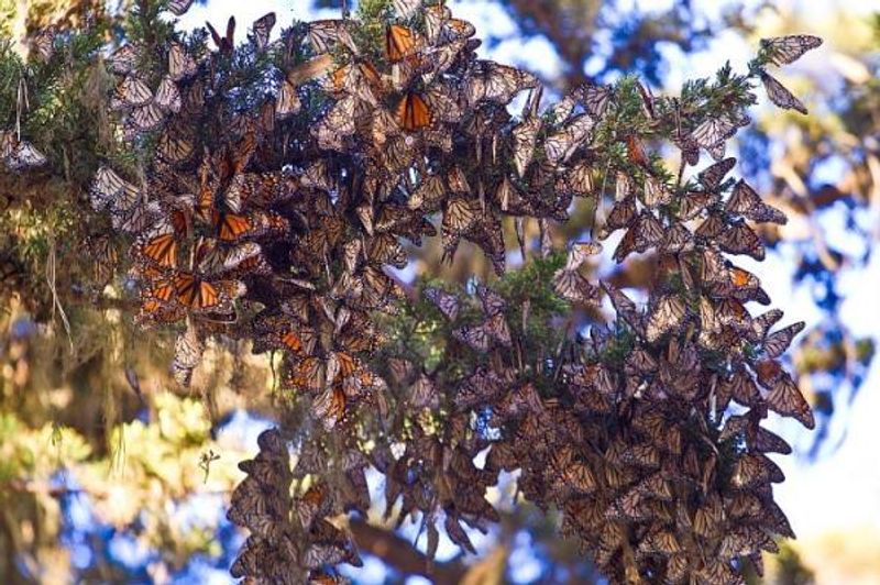 Why the Monarchs Choose Pacific Grove
