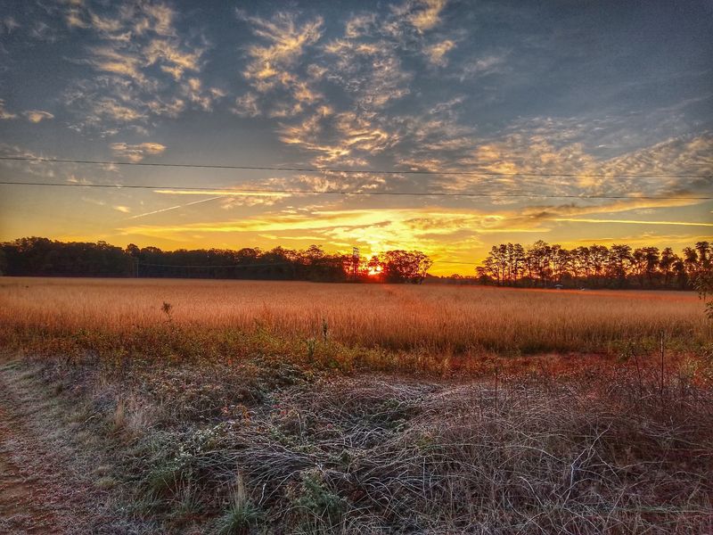 Wide Open Grasslands and Wildflowers
