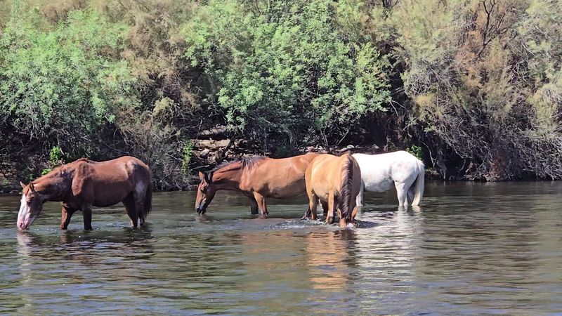 Wild Horses Along The Riverbanks Wild Horses Along The Riverbanks