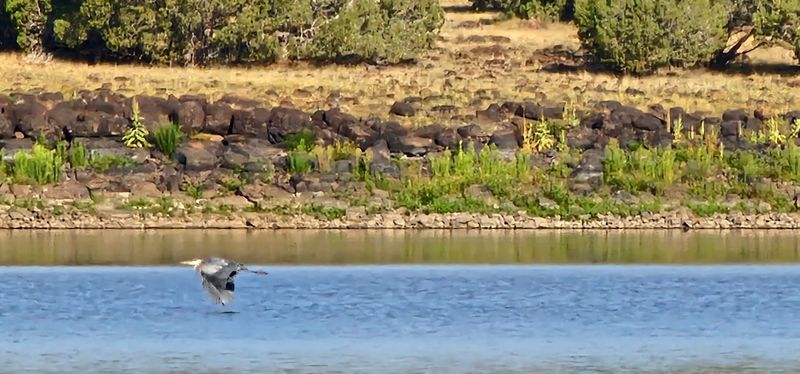 Wildlife Along The Lava Rock Shore