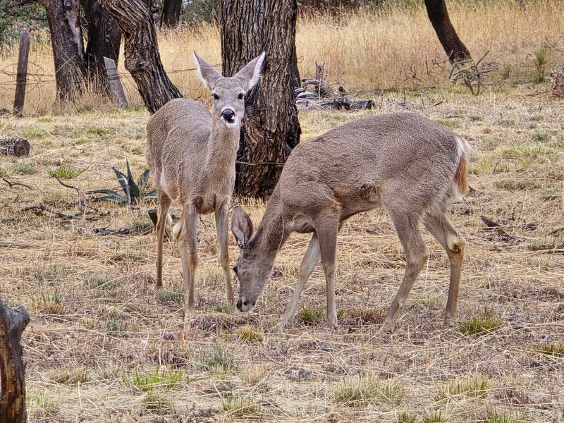 Wildlife That Wanders Right Up to You