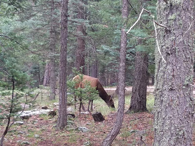 Wildlife That Wanders Through Camp Wildlife That Wanders Through Camp