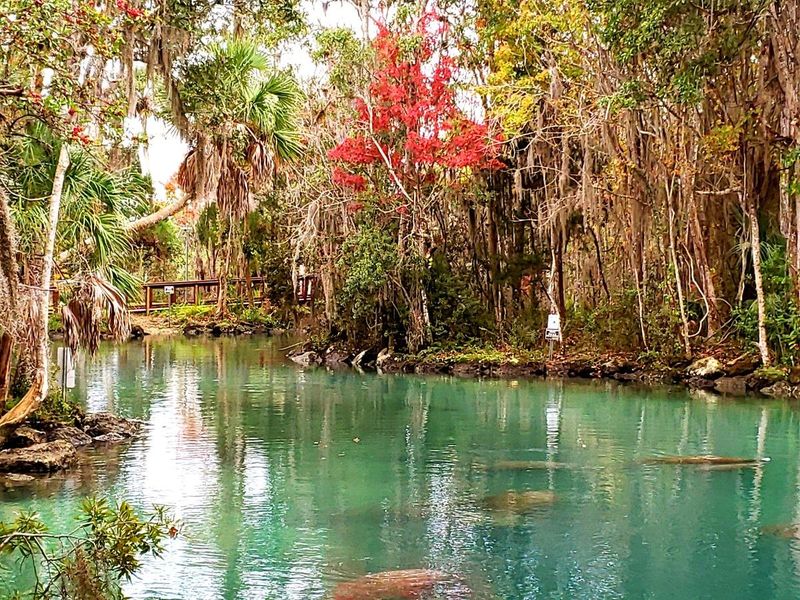 Winter draws manatees to warm springs, but sightings vary Winter draws manatees to warm springs, but sightings vary