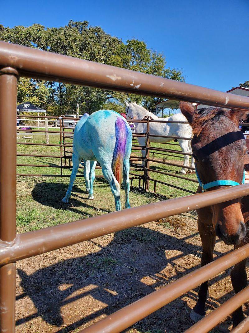 Wonderful Horses, Wonderful People Wonderful Horses, Wonderful People