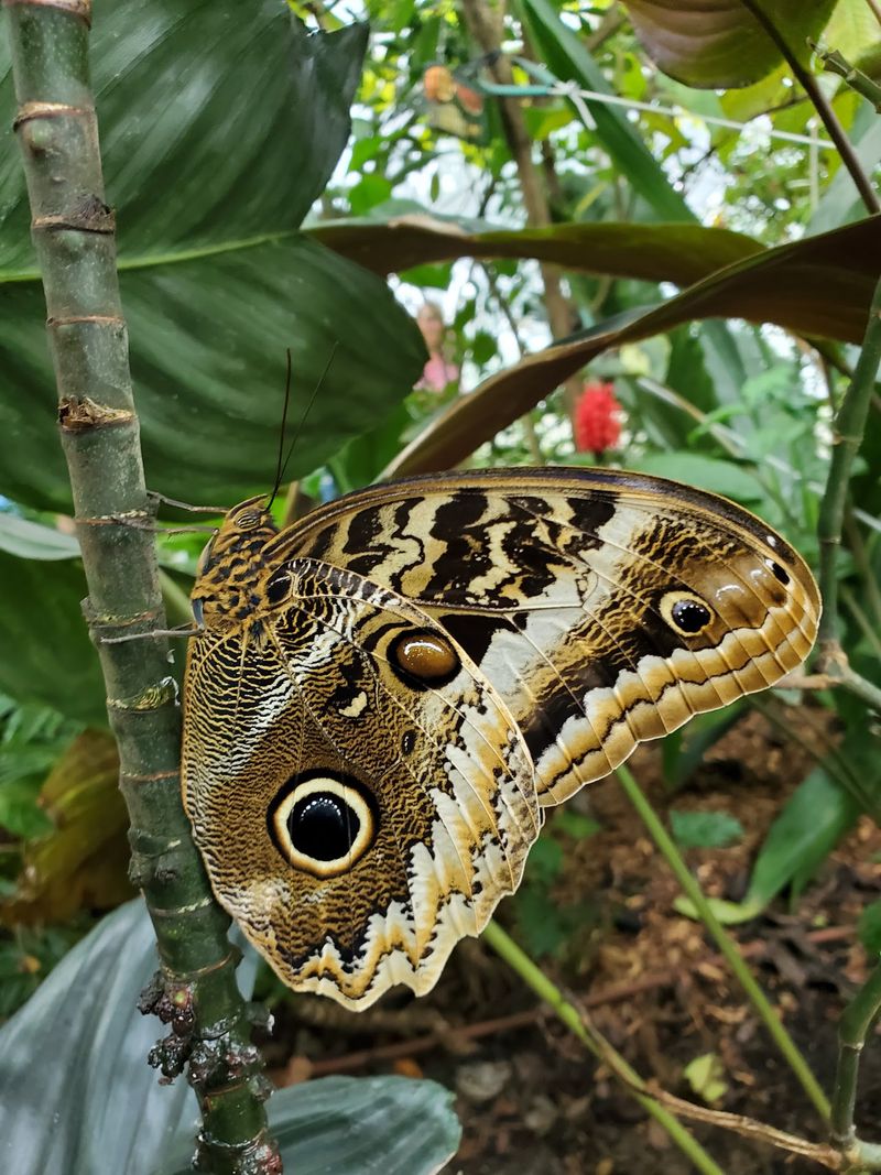 Worth Every Flutter Worth Every Flutter