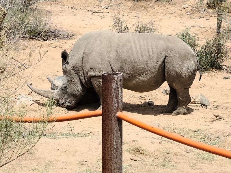Zebras, Rhinos, Lions And A Cast Of Characters