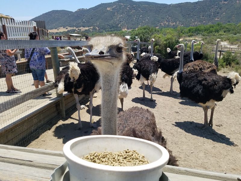 A Big-Bird Ranch on Highway 246