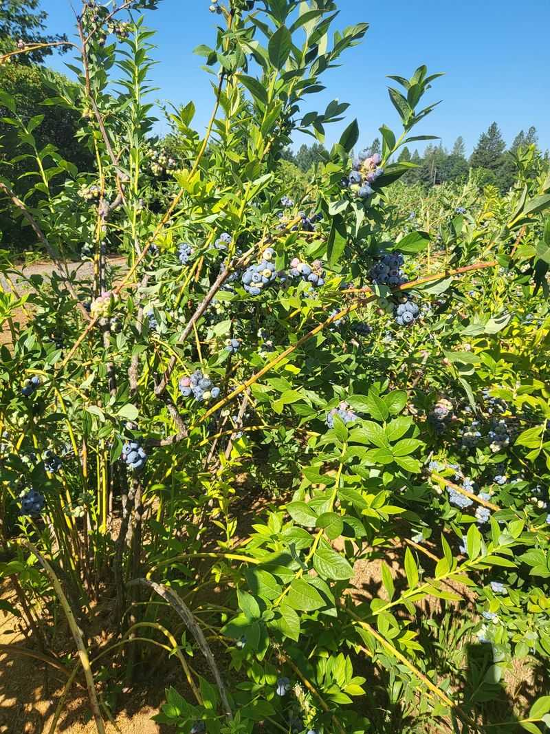 A Blueberry Farm on Doe Mill Road A Blueberry Farm on Doe Mill Road