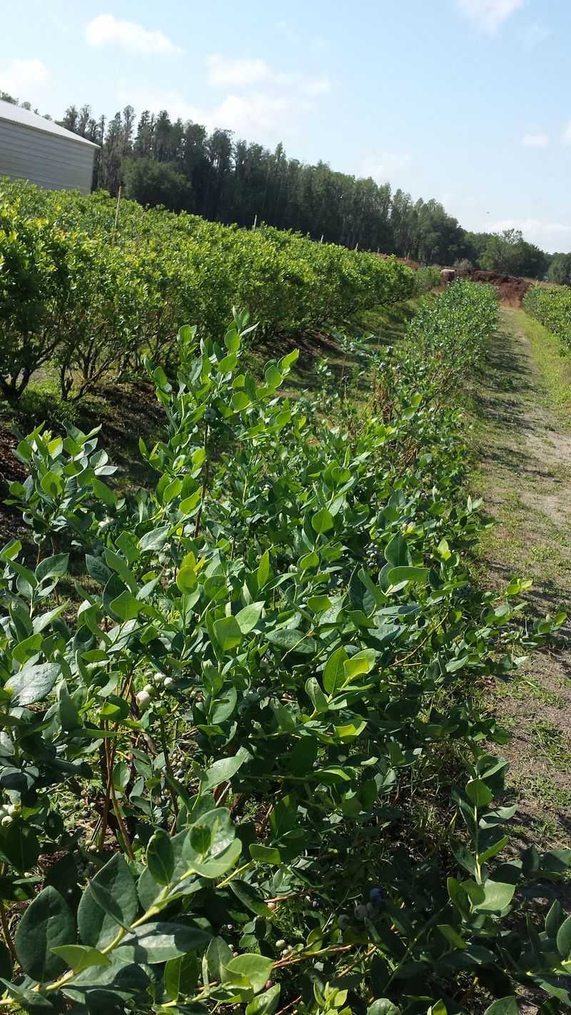 A Blueberry Patch on Kinard Road