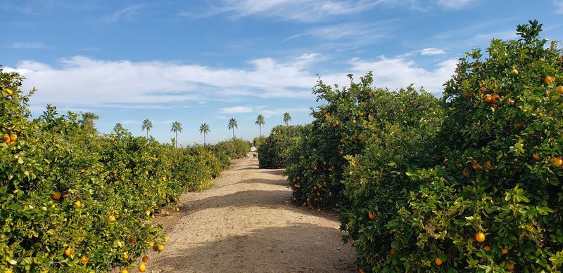A Citrus Grove on the Edge of Surprise A Citrus Grove on the Edge of Surprise