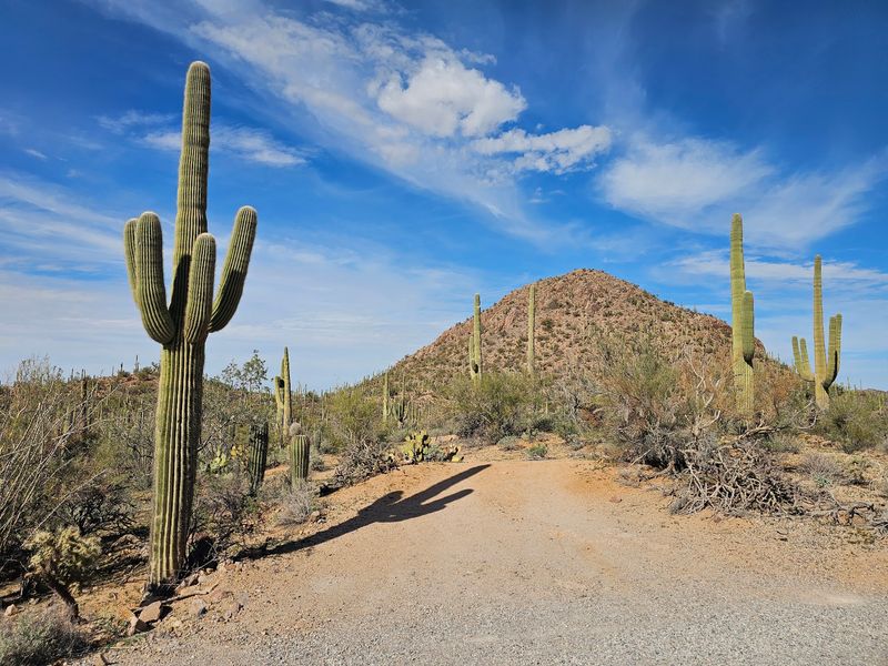 A Desert Mystery Solved A Desert Mystery Solved