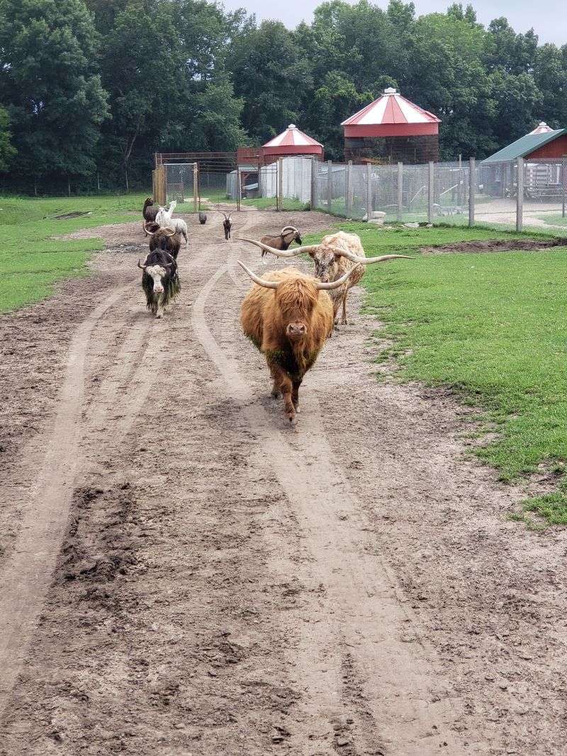 A Farm Park Tucked Into Amish Country A Farm Park Tucked Into Amish Country