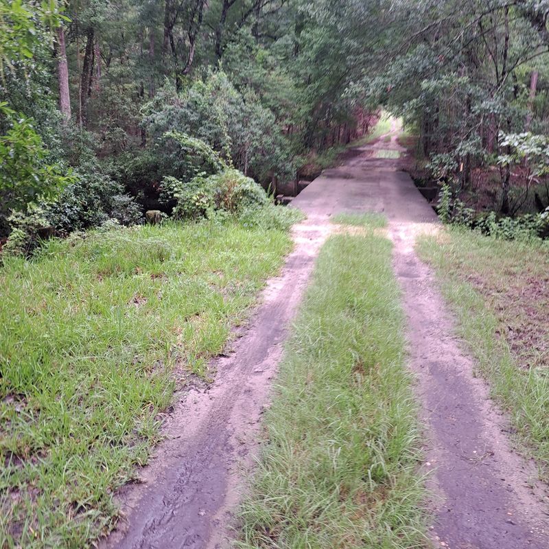 A Forest Hiding Near Green Cove Springs A Forest Hiding Near Green Cove Springs