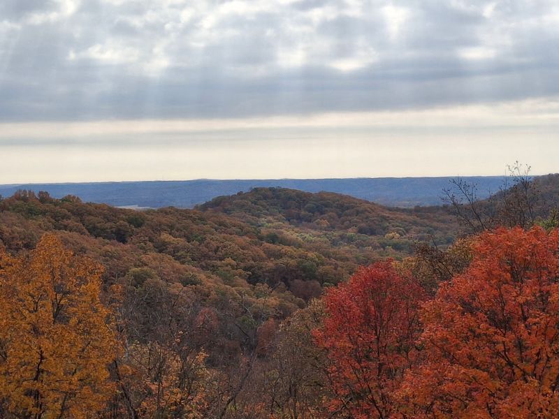 A Forest Tucked Near Brownstown