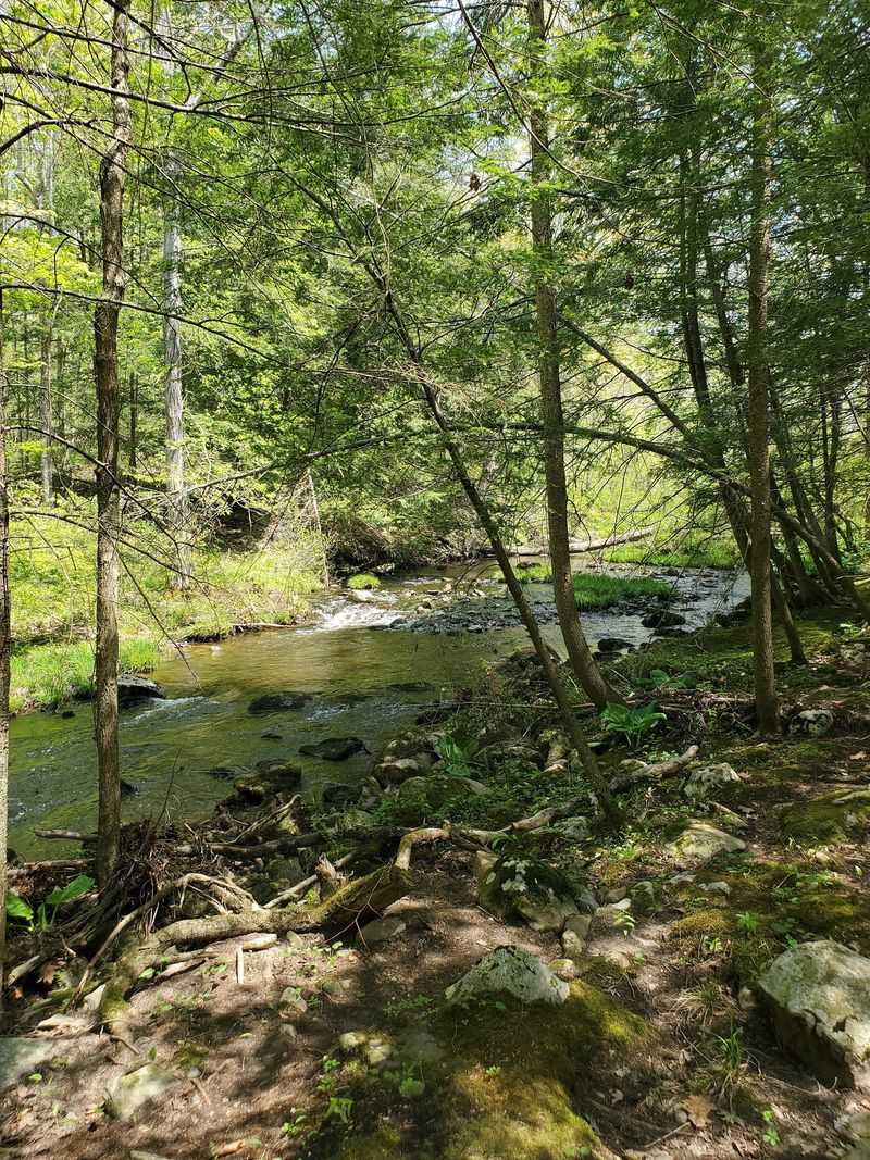 A Forest Worth the Refill A Forest Worth the Refill