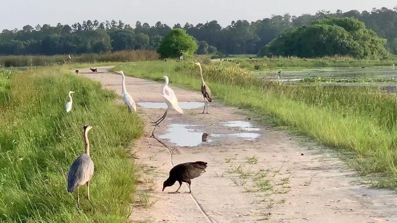 A Guest List Beyond Birds and Gators A Guest List Beyond Birds and Gators