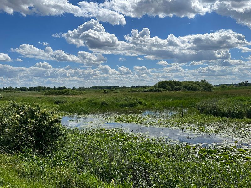 A Marsh on the Edge of Lake Erie A Marsh on the Edge of Lake Erie