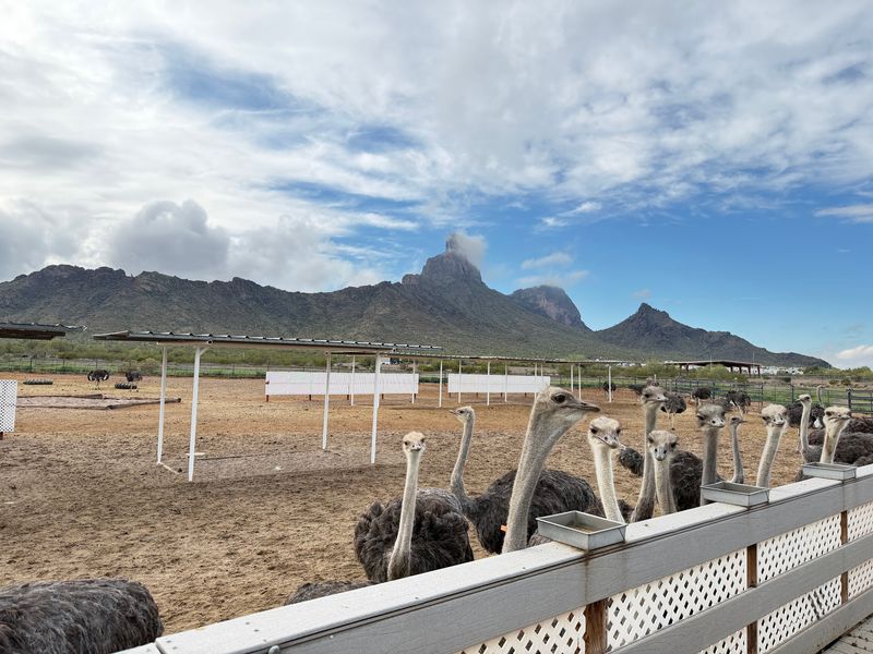 A Ranch at the Foot of Picacho Peak A Ranch at the Foot of Picacho Peak