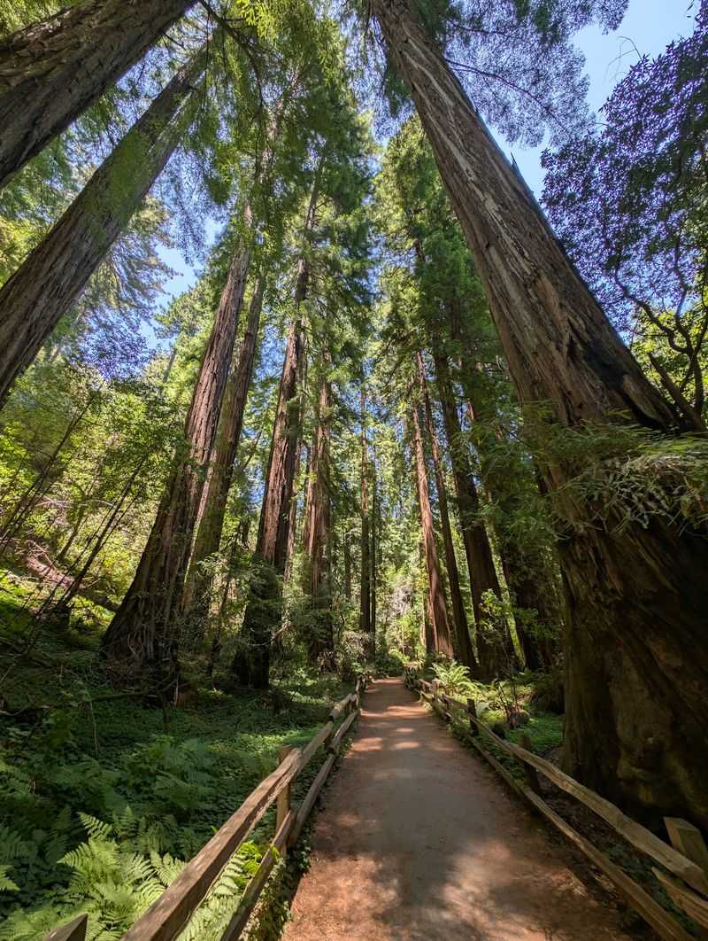 A Redwood Refuge Near the Golden Gate A Redwood Refuge Near the Golden Gate
