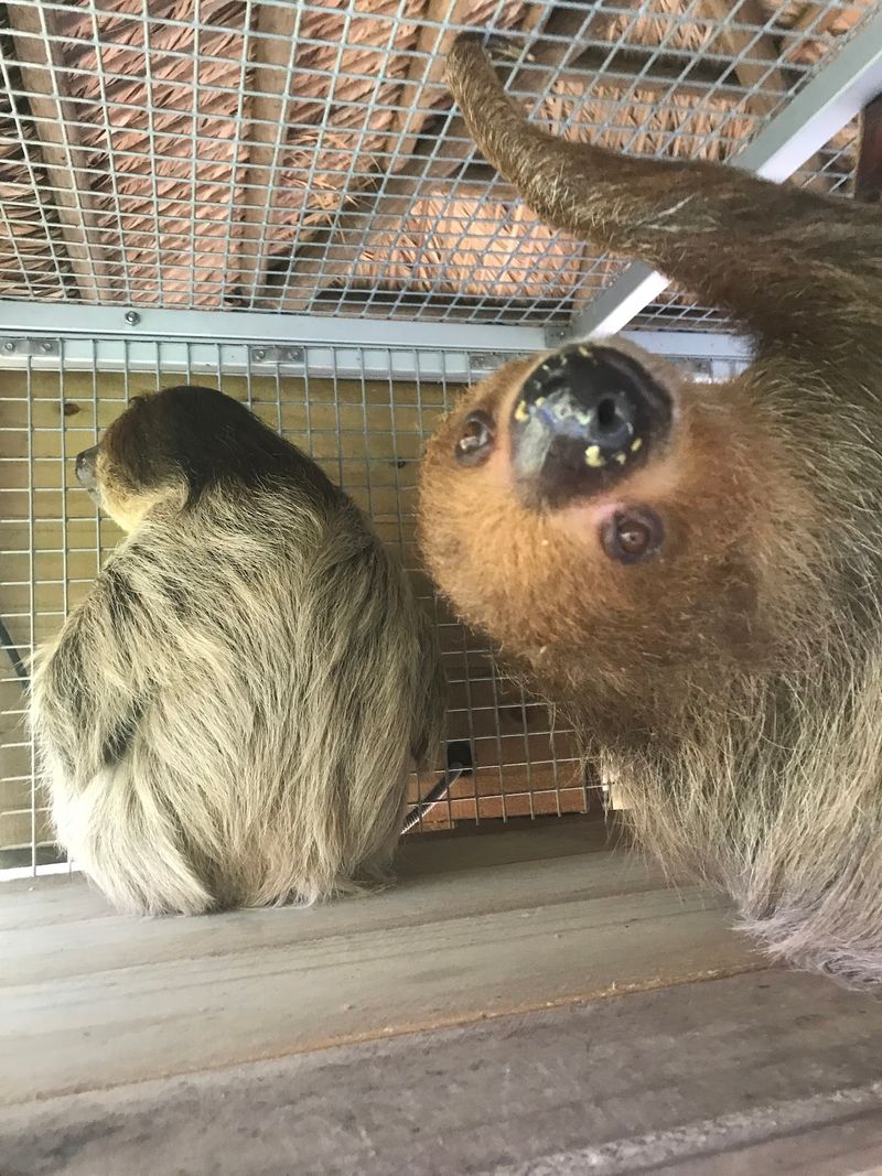 Amazing Animals Inc, St Cloud, FL Amazing Animals Inc, St Cloud, FL