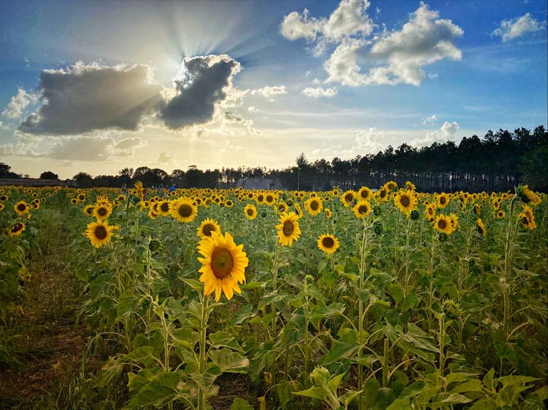 Amazing Grace Farms | Jacksonville Sunflower & Pumpkin Farm, Green Cove Springs, FL Amazing Grace Farms | Jacksonville Sunflower & Pumpkin Farm, Green Cove Springs, FL