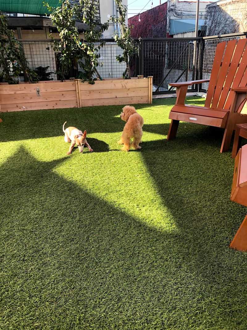 An Eagle Rock Address With a Wagging Secret An Eagle Rock Address With a Wagging Secret
