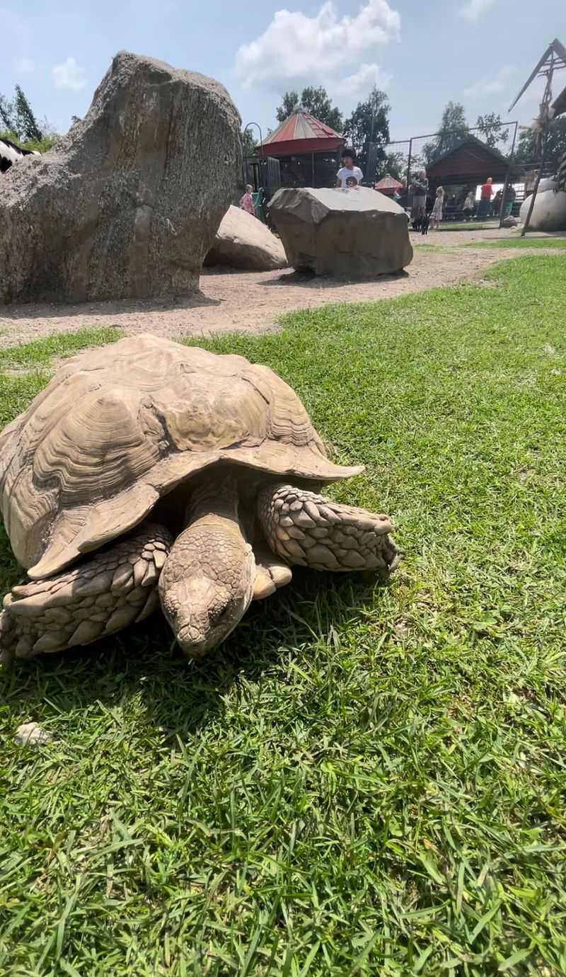 Animal Care and What Guests Hope to See Improve Animal Care and What Guests Hope to See Improve