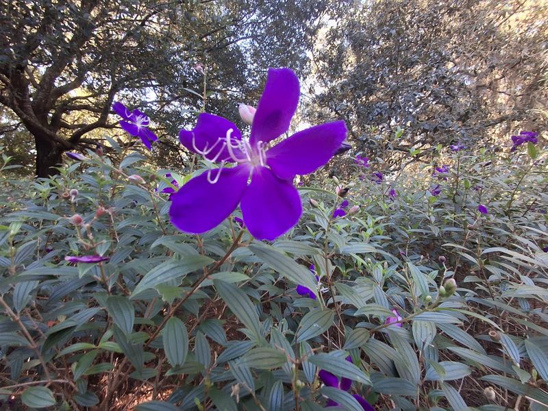 Azalea Season Brings the Crowds